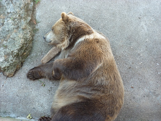 Odpočinok v horúčave v Bojnickom ZOO