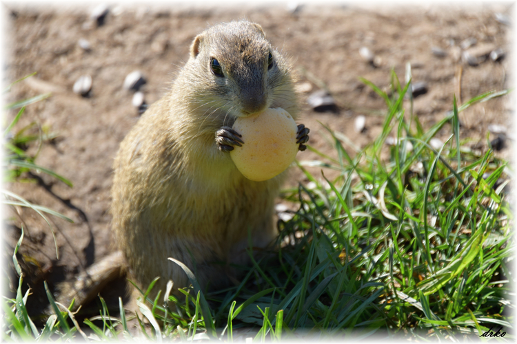 Spermophilus citellus