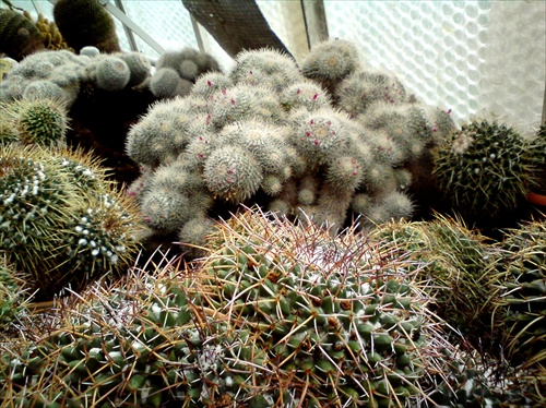 Kaktusssy