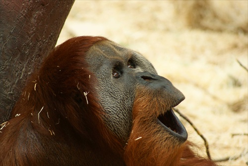 Orangutan-ZOO Praha