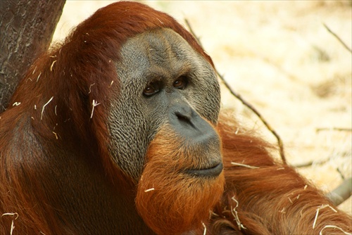 ZOO Praha-orangután