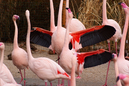 Však som krásny...ZOO Praha