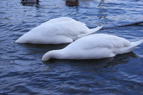 Synchroniácia