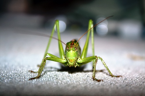 Tettigonia viridissima