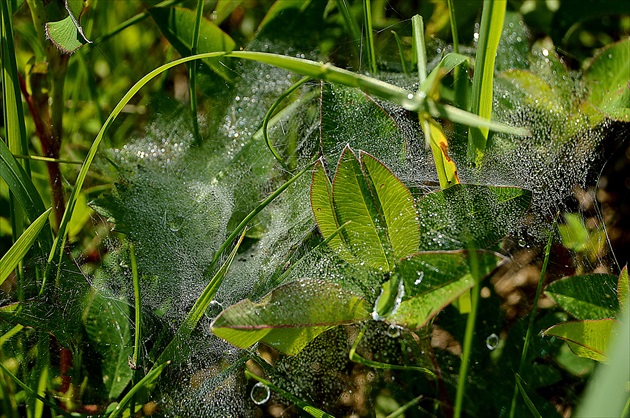 rosa na pavučine