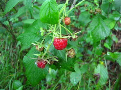 Malina lesná