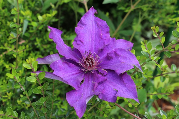 Clematis