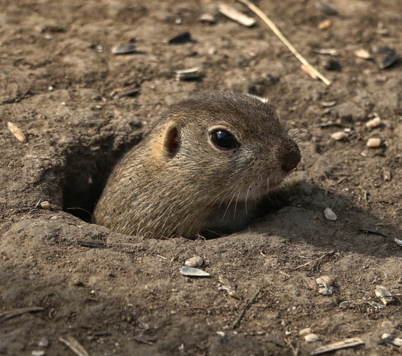 Malý pozorovateľ