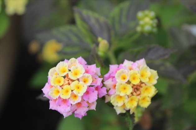 lantana