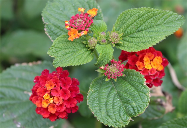 lantana1