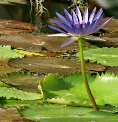 Botanická záhrada