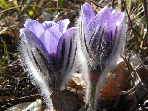 Pulsatilla