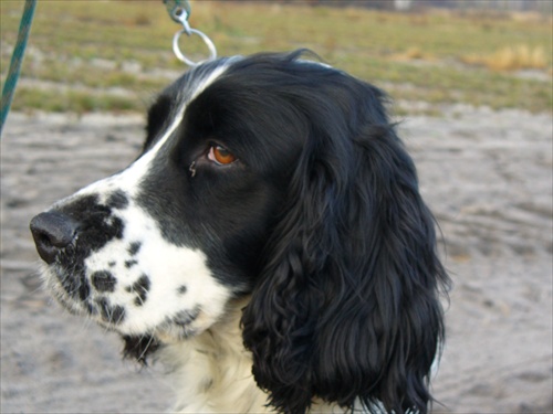 anglicka springerspanielka