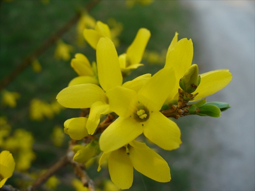 forsythia