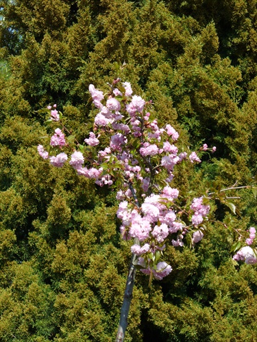 sakura