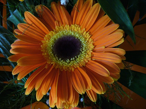 gerbera