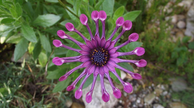 Osteospermum