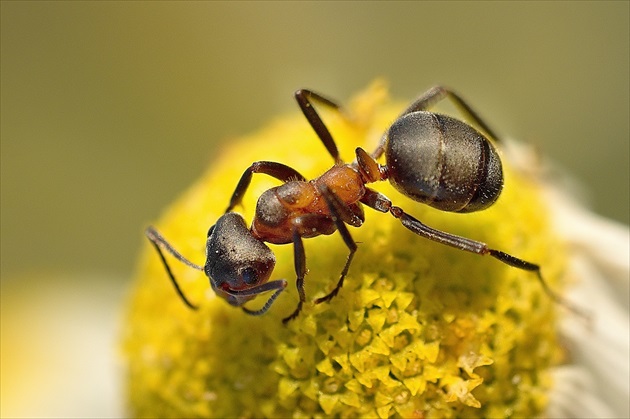 MAKRO Z LÉTA