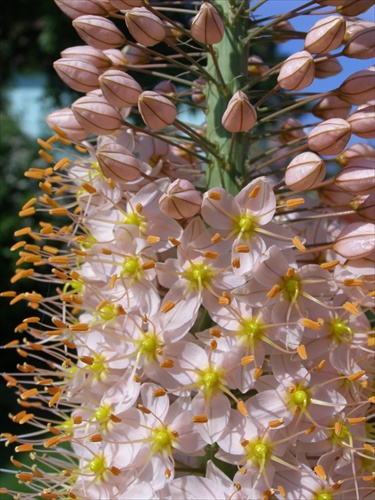 Eremurus