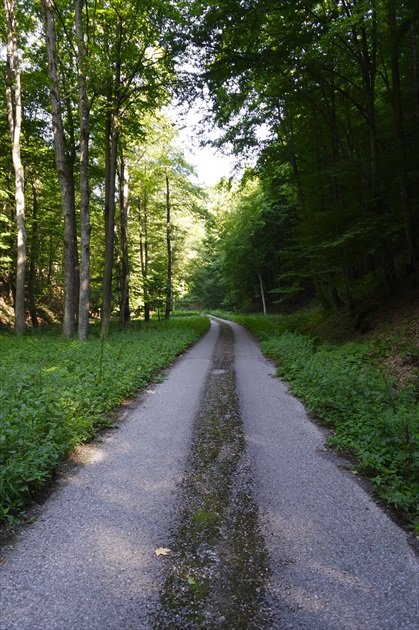 forest Highway