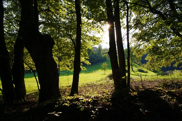 lesno-slnečná