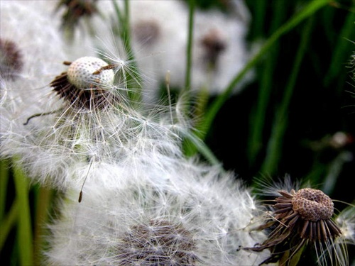 dandelion