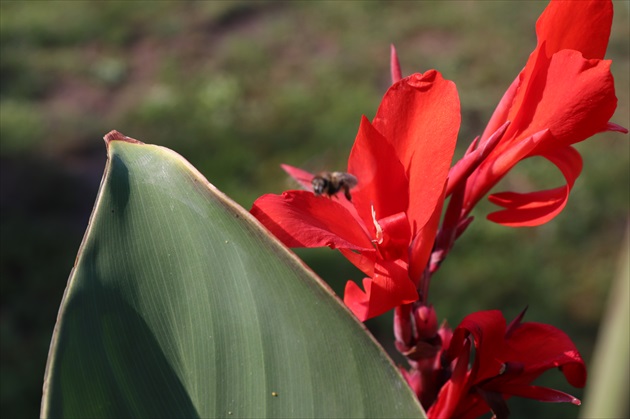 red