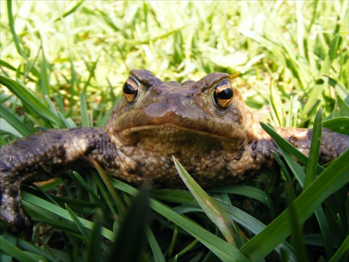 Žabka