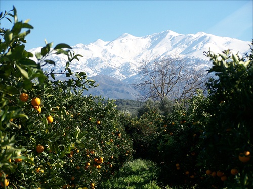 Frosty Fruits