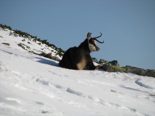 strazca stada