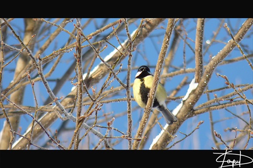 Parus major