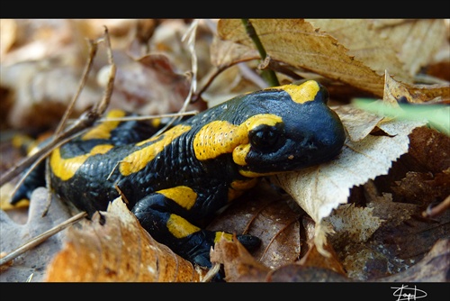 Salamandra