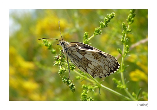 Motyl