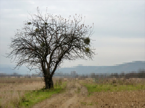 Opustený strom