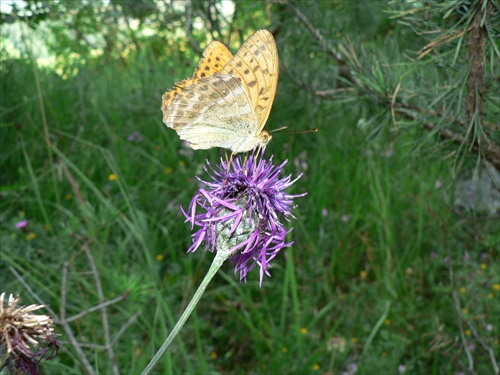 motyl