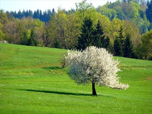 Jabloňka