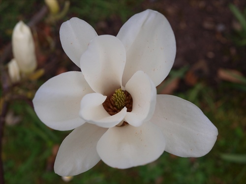 Magnolia