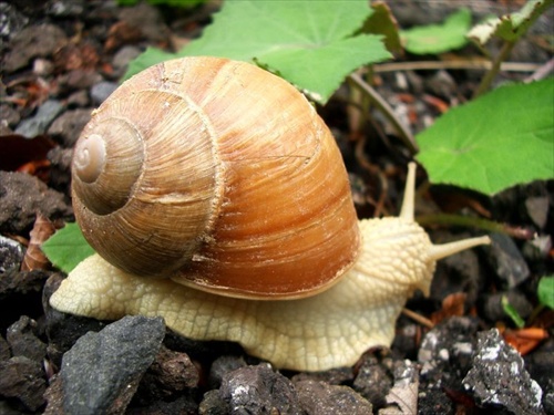 bojovny slimak na strelnici Lešť