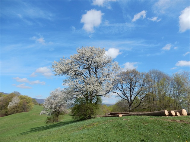 rozkvitnuta krasa