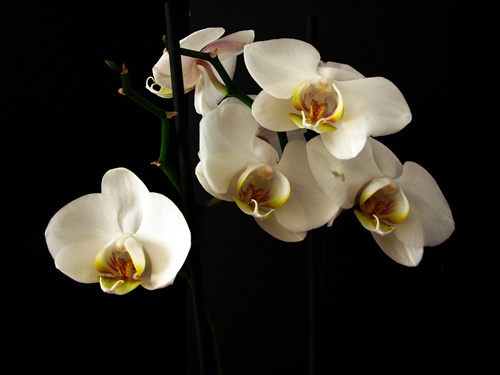 orchidea