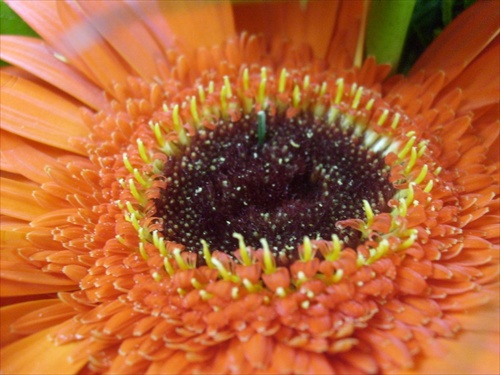 gerbera