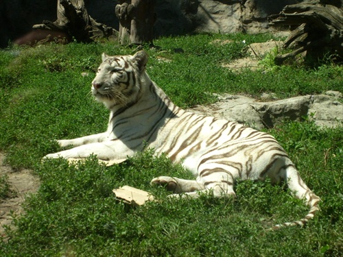 tiger