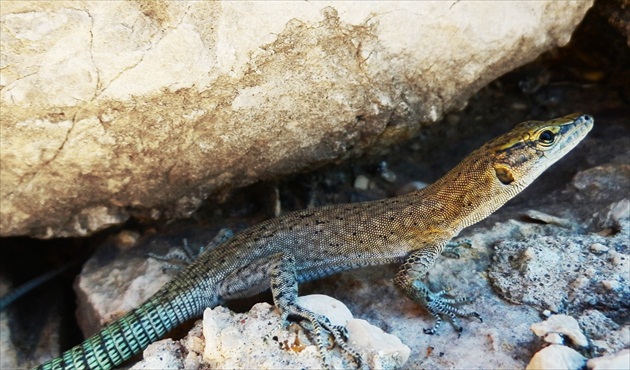 Jašterica