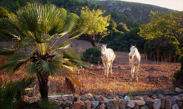 Caballos en Ca los Camps