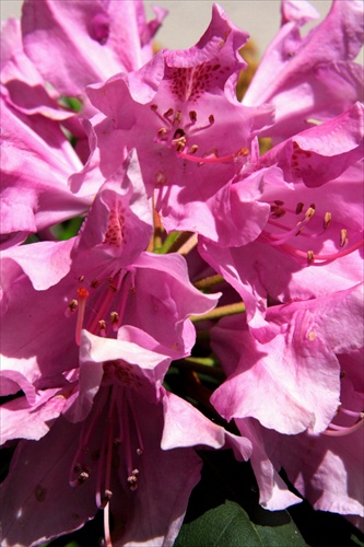 Rododendron