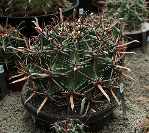 Ferocactus