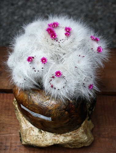 Mammillaria hahniana