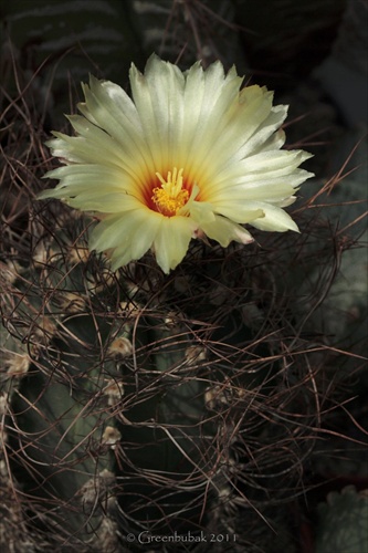 Astrophytum