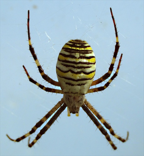 argiope trifasciata