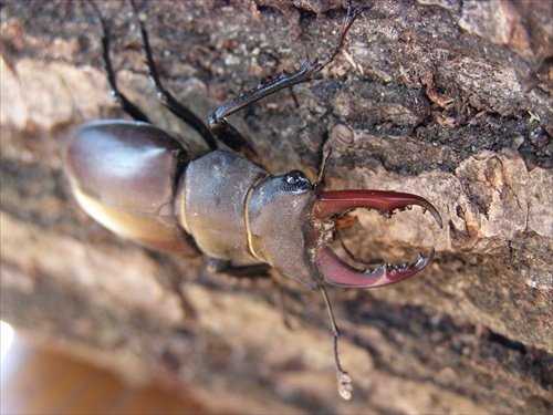 Roháč obyčajný (Lucanus cervus)